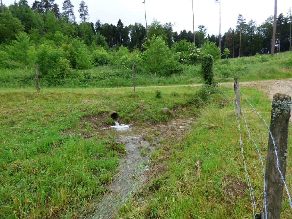 Wasser Staatswald Densbüren 16-06-2016