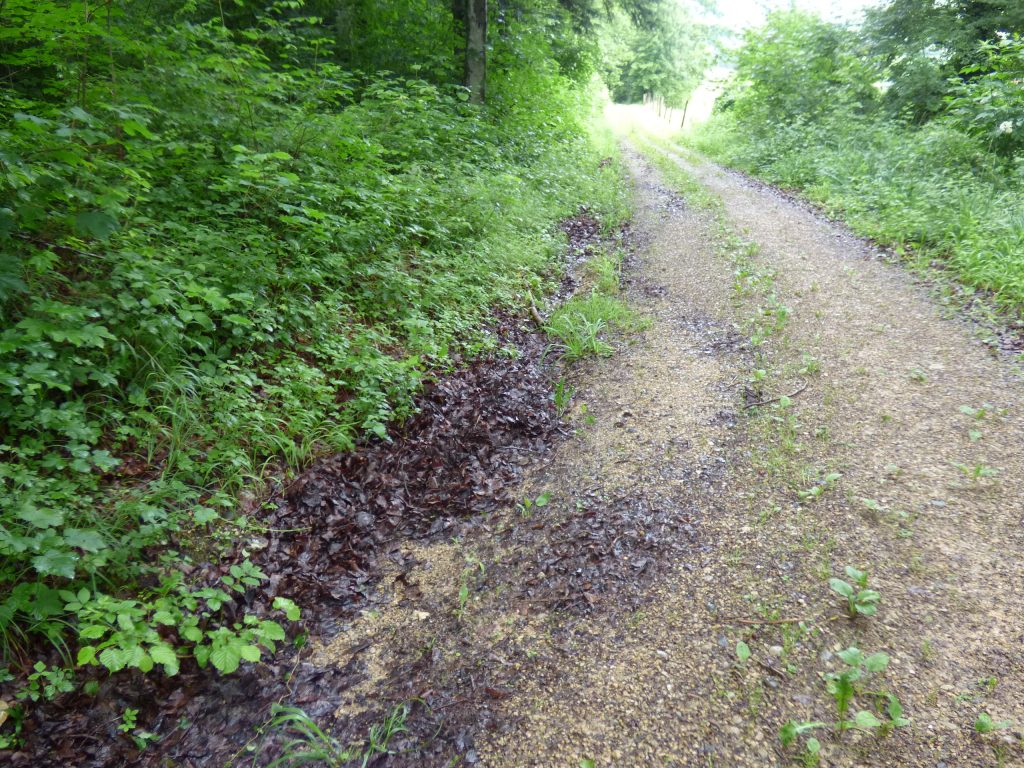 Wasserspuren Forststrassen Staatswald Densbüren 16-06-2016