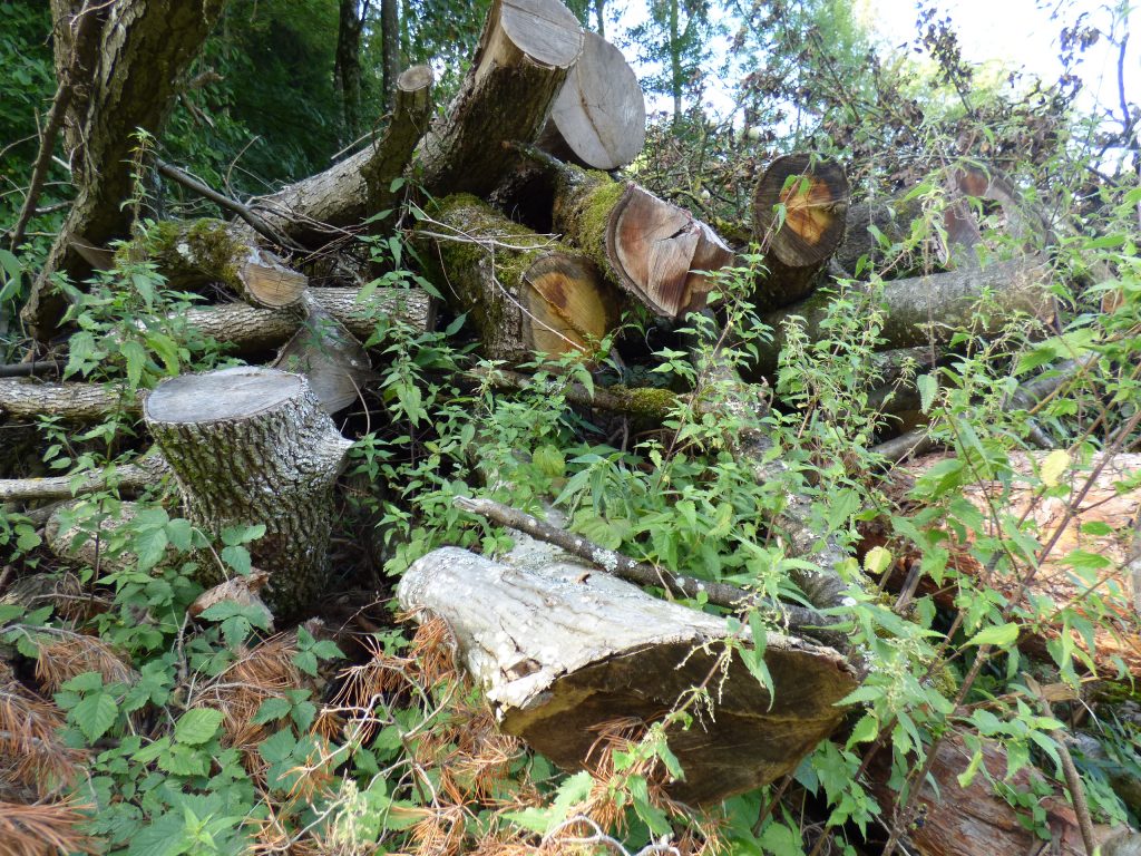 und Naturschutz im Naturschutz-Irrtum Wald Die finden: suchen Baumarten Tipp: - Seltene - Elsbeere