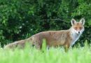 Naturschutz: Auch Tiere beobachten