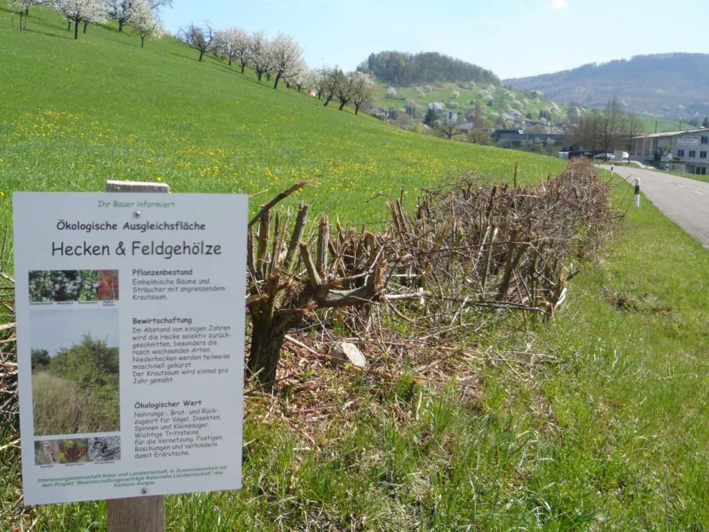 Verwürstete Hecken wood-waste